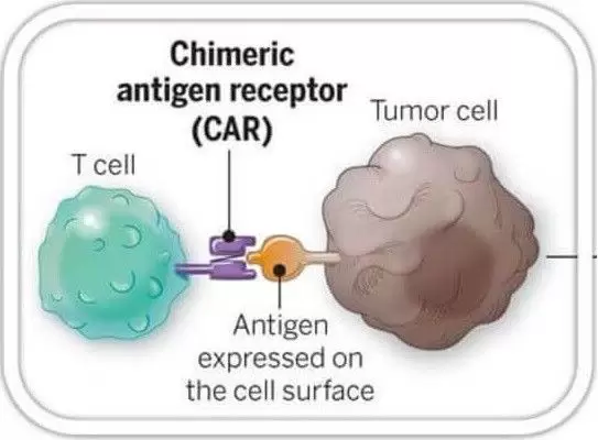 CAR-T