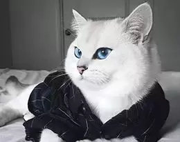 CAR-T选择：自体VS异体