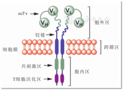 科普时间 | 为小小生命点亮希望：CAR-T细胞免疫疗法在儿童恶性肿瘤中的突破与挑战