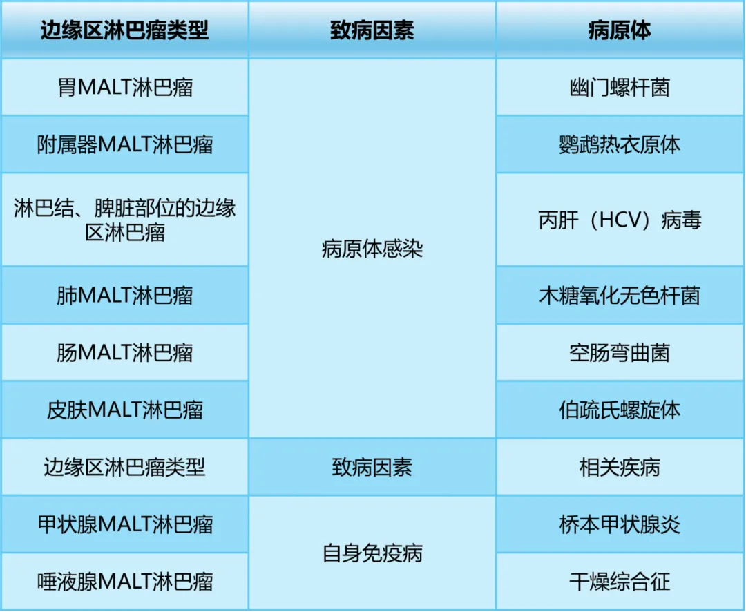 探秘边缘区淋巴瘤：病因、诊断与治疗新视角