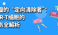 科普时间 | 肿瘤的“定向清除者”：CAR-T细胞的杀伤全解析