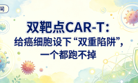科普时间 | 双靶点CAR-T：给癌细胞设下”双重陷阱”，一个都跑不掉